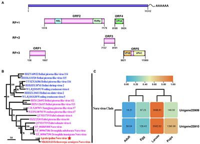 The Novel Agrotis ipsilon Nora Virus Confers Deleterious Effects to the Fitness of Spodoptera frugiperda (Lepidoptera: Noctuidae)